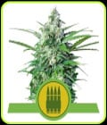 Royal AK Automatic-Royal Queen Seeds