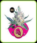 Royal Cheese Fast V-Royal Queen Seeds