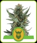 Royal Dwarf-Royal Queen Seeds