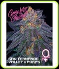 San Fernando Valley x Purps-Growers Choice