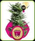 Shining Silver Haze-Royal Queen Seeds