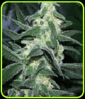 Silver Bullet-Sagarmatha Seeds
