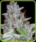 Skywalker Kush-DNA Genetics Seeds