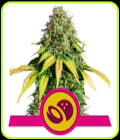 Somango XL-Royal Queen Seeds