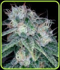 Sour Diesel-DNA Genetics Seeds