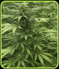 Sour Diesel x SCBDX-Super CBDx Seeds