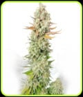 Sour Grape Widow-Ultra Genetics