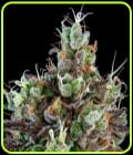 Sour Ripper Auto-Ripper Seeds