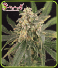 Sour Tang Kripple-Dr Krippling Seeds