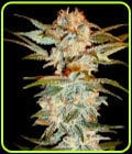 Stacked Kush-DNA Genetics Seeds