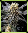Strawberry Banana-DNA Genetics Seeds