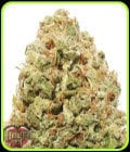 Strawberry Cake-Heavyweight Seeds