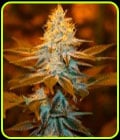 Strawberry Glue-TH Seeds