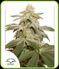 Sugar Bomb Punch-Dutch Passion Seeds