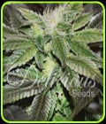 Sugar Candy-Delicious Seeds
