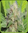 Super Auto Lemon Haze-Original Sensible Seeds