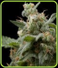 Super Hash-Pyramid Seeds