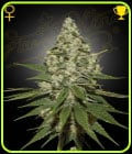 Super Lemon Haze-Green House Seeds