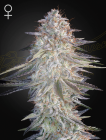 Super Lemon Haze x Pink Candy-Green House Seeds