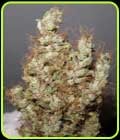 Super Silver Martian Haze-Ultra Genetics