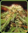 Sweet Thai-Sweet Seeds