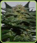 Sweetberry Cough Auto-Garden of Green