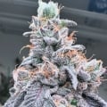 Swoosh-Grounded Genetics