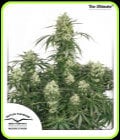 The Ultimate-Dutch Passion Seeds