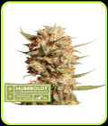 Thunder Banana Auto-Seed Stockers