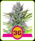 Triple G-Royal Queen Seeds