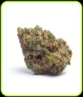 Tropicana Wedding Cake Auto-Growers Choice