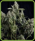 Tutankhamon-Pyramid Seeds