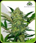 Ultra Lemon Haze-Auto Seeds