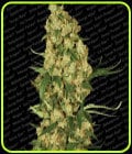 Wappa-Paradise Seeds