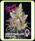Watermelon Punch-Growers Choice