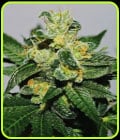 White Gold-Expert Seeds