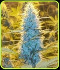 White Widow-Nirvana Seeds