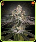 White Widow-Green House Seeds