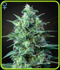 White Widow Auto CBD-Green House Seeds