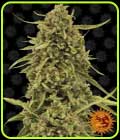Widow Remedy-Barneys Farm Seeds
