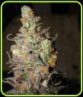Zkittles-BSB Genetics
