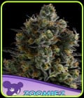 Zoomiez-Anesia Seeds