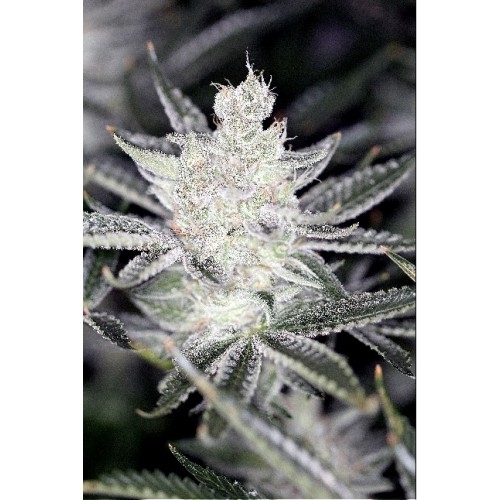 Tangerine Power - Sin City Seeds