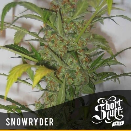 Snowryder - Short Stuff Seeds