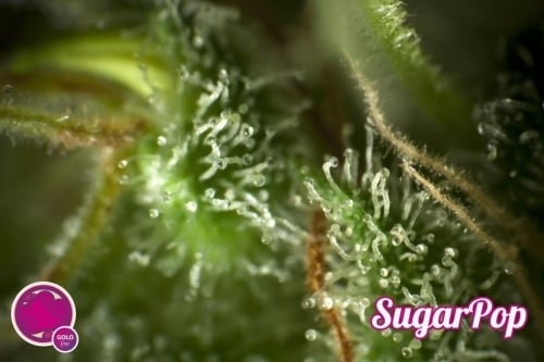 SugarPop  -  Philosopher Seeds