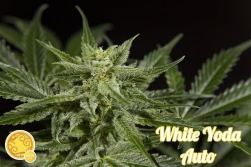 White Yoda Auto - Philosopher Seeds