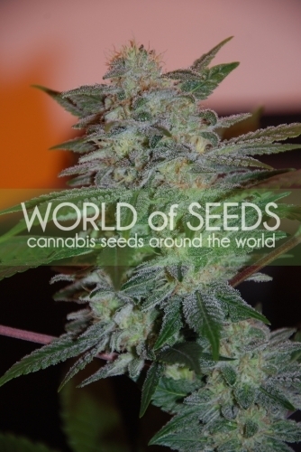 SALE - Yumboldt 47 - World of Seeds - Cannabis Seed Sale Items