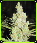 1024 - Medical Seeds