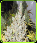 2046 - Medical Seeds