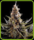 24K Gold - DNA Genetics Seeds